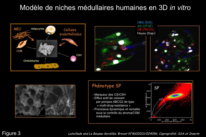 Fig3 Modele niches medullaires